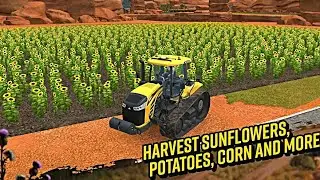 Harvesting Sunflower, Corn And Potatoes In Farming Simulator 18 - Fs 18