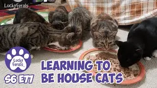 Reunited Cat Siblings Learning To Be House Cats | S6 E77 | Feral Kittens Cat Videos
