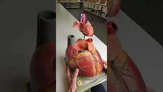 Foramen ovale in the heart #anatomy
