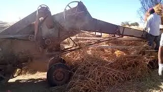 Trilla de trigo y avena con maquina
