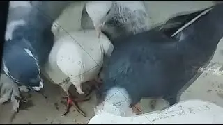 vmp pigeon is live