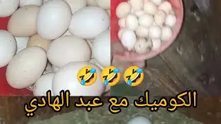 #جمع #بيض #الدجاج #الفيومي وهالي  جمع البيض عبد الهادي ولد#المرحوم#بوجمعه