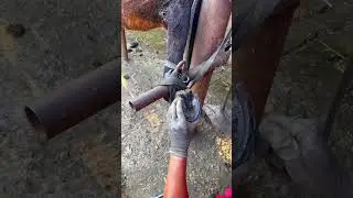 Traditional Asian method of replacing horseshoes and installing donkey shoes