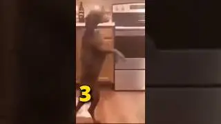 Dogs Acting Like Humans 🐕