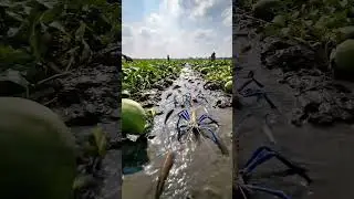 Wow! Amazing Polo Fishing Videos ! Best Big Fish Catching ! Primitive Technique fishing #fish #india