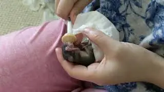 Hand feeding a newborn baby squirrel