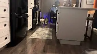 This means war&hellip;. Sheltie edition 