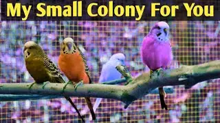 My Small Colony Budgies Parrots With Breeding