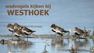 Wadvogels kijken bij Westhoek