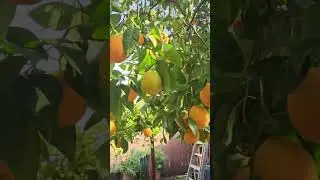 Why you should plant a Washington navel orange tree