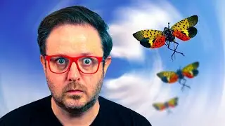 Does America Have a Lanternfly Problem?