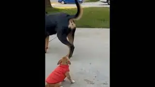 American Rottweiler _Farts for the Chihuahua to smell! 💨🐶😤😂