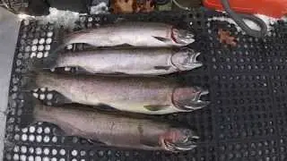 Winter Steelhead - Steel Seeker - St. Joe River