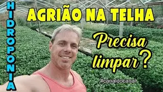 AGRIÃO, como limpar o canteiro, precisa mesmo?