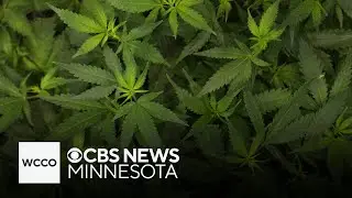 Albert Lea City Council votes down Minnesota&rsquo;s first non-tribal dispensary