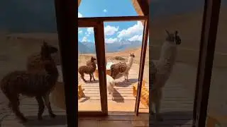unexpected guests 😍 Mountain view Experience, Cusco. who'd you stay here?