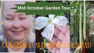 Mid October backyard gardens