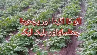 آلو کا اگیتا اور پچھیتا جھلساٶ اور بلیک لیگز|Potato early and late blight and |black leg|Crop Diseas