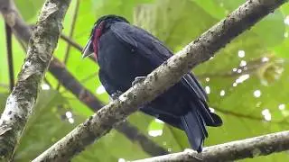 Purple Throated Fruitcrow /Birds of Colombia