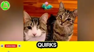 Rudy the Rescued Blind Cat Has a Sixth Sense You Won't Believe | Tails & Hugs 🐈🐈