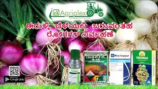 Management of Onion Diseases ( Purple Blotch/Leaf Blight ) ಈರುಳ್ಳಿ ಬೆಳೆಯಲ್ಲಿ ಬರುವಂತಹ ರೋಗಗಳ ನಿರ್ವಹಣೆ