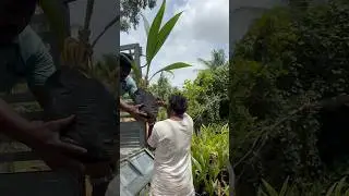 Kolara Farmers Received Best Quality Tiptur Tall Coconut Plants 😍