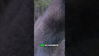 Unbelievable! Trail Camera Catches Cougar Close-Up: You Won't Believe! #shorts