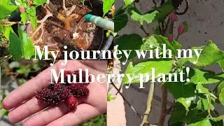 Witness the Growth of my Mulberry Plant from a small branch- A Dream Come True!