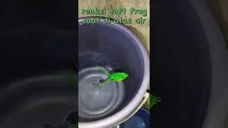 Soft frog saat di atas air !!!