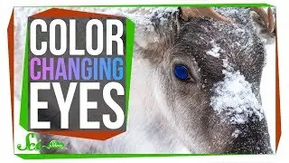 The Unique Reason Reindeer Change Their Eye Color