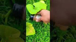 Кайенский перец защитит ваш сад от вредителей и животных! #садоводство #сад #вирус