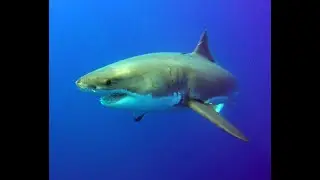 Nautilus Explorer Shark Dive Video 2015