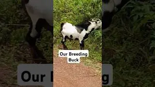 Choose a Buck with Good Genetics for Breeding your Goats | Goat farming #shorts #youtubeshorts