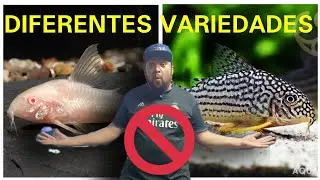 &iquest;SIGUES TENIENDO SUCIO TU ACUARIO? SIN DUDA ES POR TENER MUCHAS VARIEDADES DE CORYDORAS