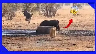 Cuando la Leona Decide Cazar: El Destino Est&aacute; Sellado