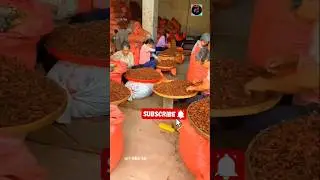 Star anise cultivation in China 🇨🇳😱(1080P HD)