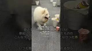 ペット可の会社に転職しました #中途採用 #転職 #仕事女子 #正社員