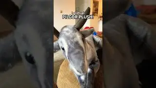 PILGOR FROM GOAT SIMULATOR PLUSH (not official) #plush #goatsimulator #pilgorthegoat #stuffedanimal