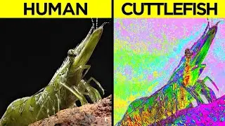 How Different Animals See The World