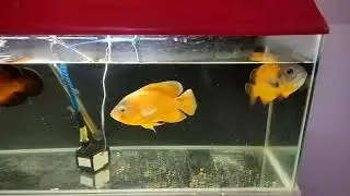 How to keep aquarium water crystal clear...