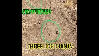 Cryptid Three Toe Foot Prints!!