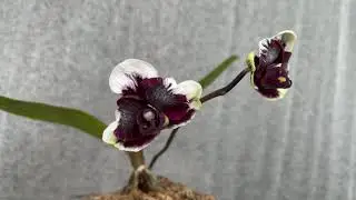Phalaenopsis Hsinying little Knight Plastic Doll