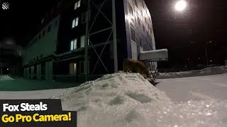 Curious Fox Steals GoPro Camera