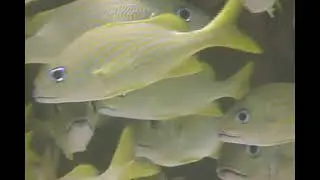How to Identify French Grunt Fish