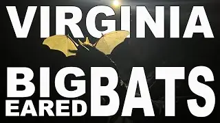 Protecting and Monitoring the Endangered Virginia Big Eared Bats in Kentucky