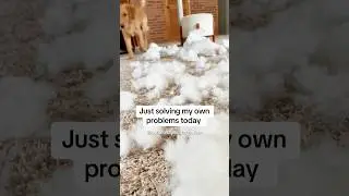 Dog brings snow inside when it&rsquo;s too cold to play outside.