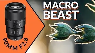 Объектив Sony 90mm по-прежнему король? Макро-война. Часть 1.
