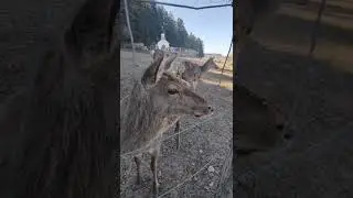 德国森林动物公园 Wildfreizeitpark Oberreith Bayern Germany