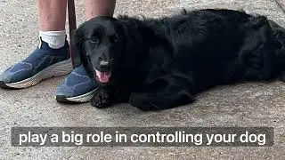 Play a Big Role in Controlling Your Dog |  Balanced Obedience Dog and Puppy