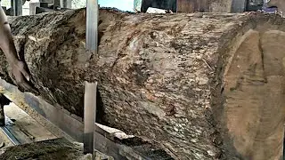sawing of monster teak wood into blocks worth millions of dollars